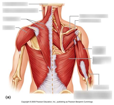 Lower Back Muscles Diagram