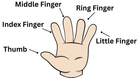 Five Fingers Names In English With Pictures • Englishan, 56% OFF