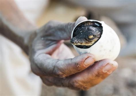 What Do Crocodile Eggs Look Like? | Animals - mom.me