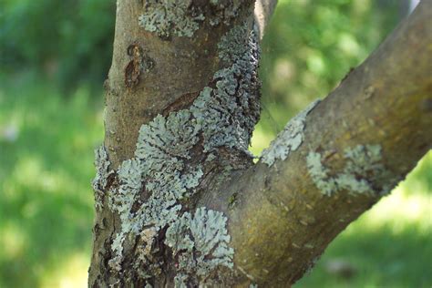 One of my maple tree has what appears to be "sores" on the south facing ...