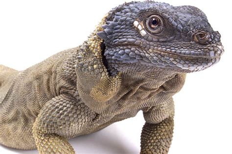 Chuckwalla | The Animal Store