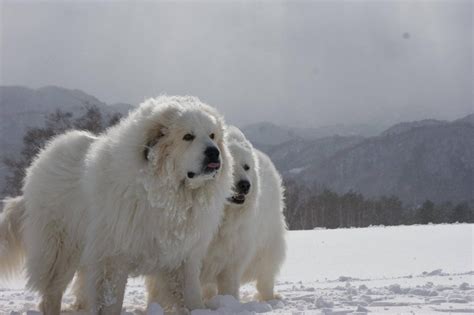 Pyrenean Mountain Dog Breed Information, Facts & Health