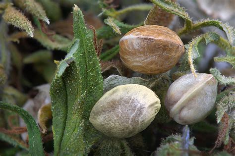 Seeds Germination – Growing Marijuana