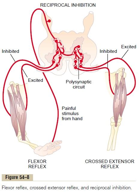 Flexor Reflex and the Withdrawal Reflexes