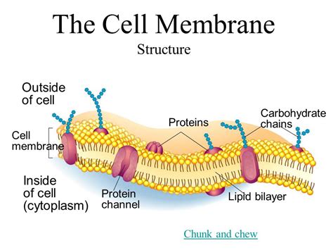 Cell Membranes Functions