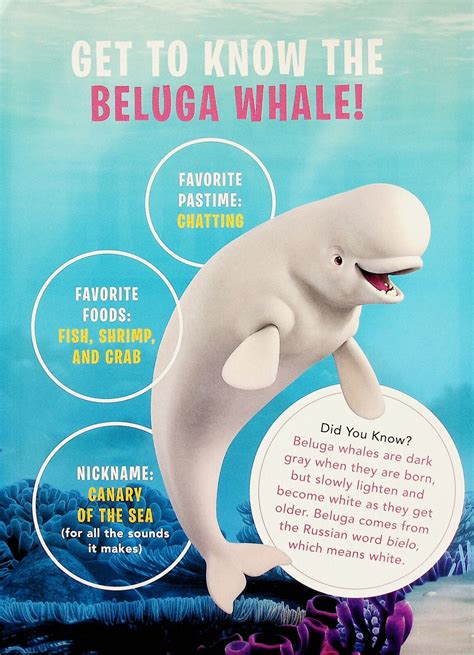 Get to Know the Beluga Whale Bailey - Disney Pixar Finding Dory Mini ...