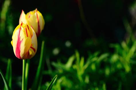 red and yellow tulips 6615338 Stock Photo at Vecteezy