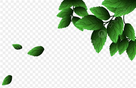 Details 200 leaves transparent background - Abzlocal.mx