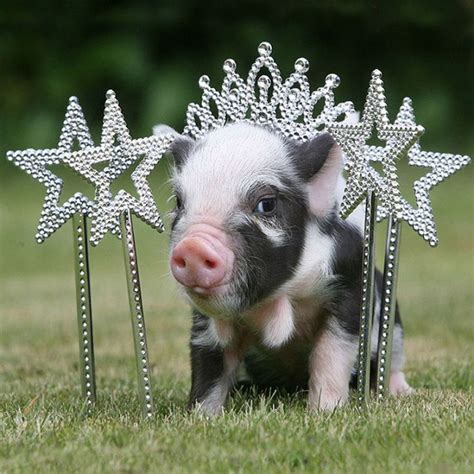 Have you ever considered getting a cute miniature pig as pet?