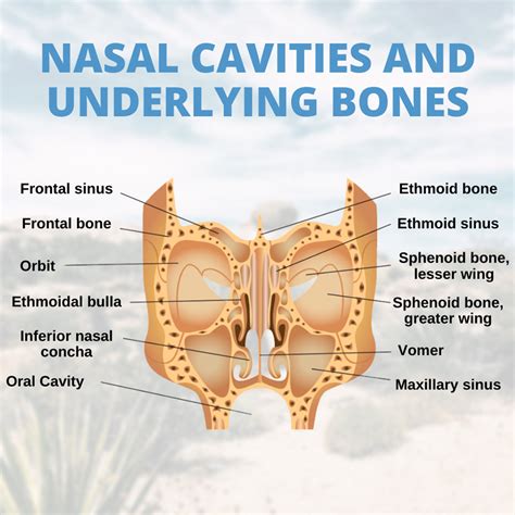 Nasal Cavities and Underlying Bones | Paranasal sinuses, Sinusitis ...