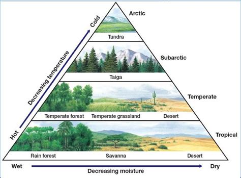 Biome Chart | Biome, Cours de géographie, Enseigner la biologie