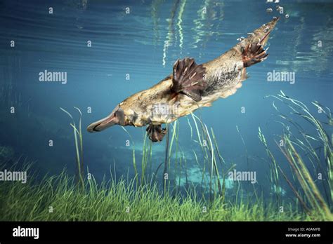 Platypus Ornithorhynchus anatinus Swimming underwater Stock Photo ...