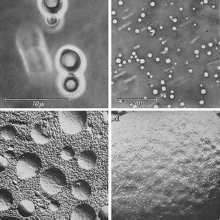 (PDF) The vacuole as the lysosome of the yeast cell