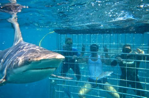 SHARK CAGE DIVING KZN IN DURBAN: Shark Cage Diving KZN