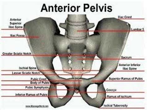 Anterior Bone Landmarks (Pelvis) - YouTube