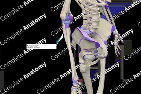 Radial Notch | Complete Anatomy