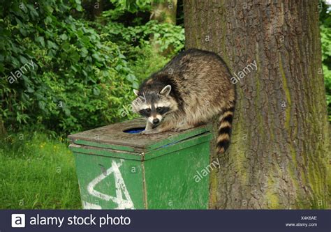 Raccoon Trash Stock Photos & Raccoon Trash Stock Images - Alamy