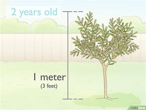 How to Prune an Olive Tree (Plus: When & How Often to Do It)