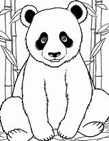 30 Panda Coloring Pages Cute Free Sheets sketch template