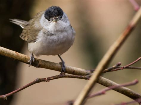 Blackcap Bird Facts (Sylvia atricapilla) | Bird Fact