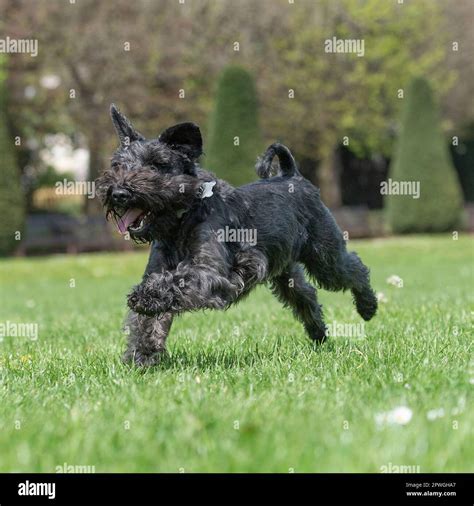 Miniature schnauzer dog running outside hi-res stock photography and images - Alamy