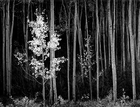 Aspen, New Mexico, by Ansel Adams - Imgur Edward Weston, Straight Photography, Fine Art ...