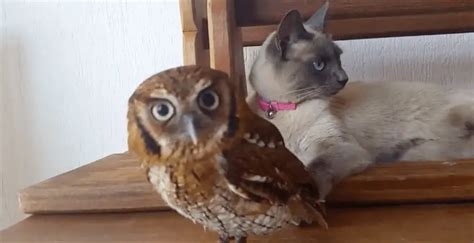 Cat and Owl Are Unlikely Best Friends! - The Catington Post