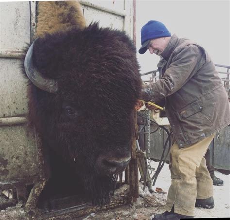 An absolute unit of a bison. This one is a farmed bison who is getting his ear tag and ...