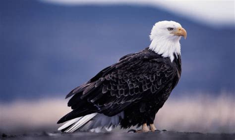 Eagle Facts - 37 Interesting Facts About Eagles | KickassFacts