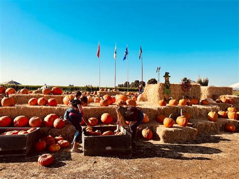 Conquering the Cool Patch Pumpkins Corn Maze - 510 Families