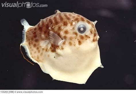 Ocean Sunfish (Mola mola) larvae [135265] > Stock Photos | Royalty Free ...