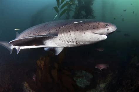 Sixgill Shark — Stock Photo © thediver123 #12349673