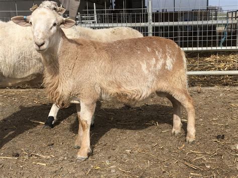 Katahdin Sheep - MAD-KETTLE FARM - KATAHDIN SHEEP AND DEXTER CATTLE