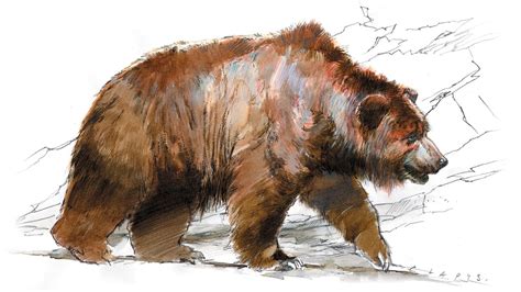 Cave Paintings Of Bears