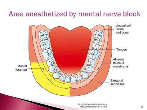 Dental Notes: Mental and Incisive Nerve Block NOTES