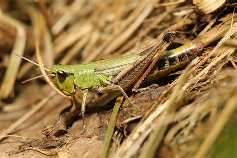 Grasshopper,camouflage,green,close,insect - free image from needpix.com