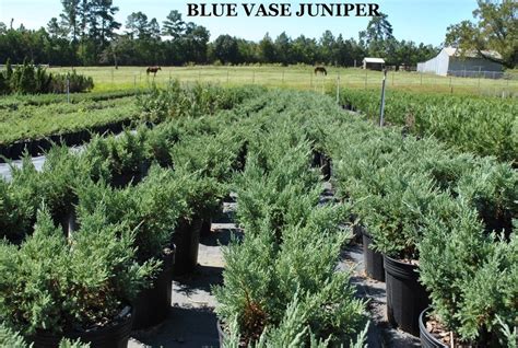 Clyde Holloway's Nursery - Forest Hill, Louisiana - Juniper