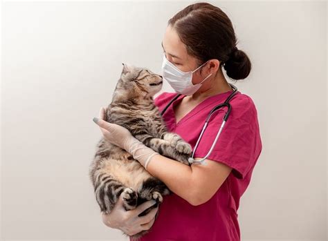 Emergency Vet Services in Highlands Ranch, CO - Inspire Animal Hospital - Highlands Ranch