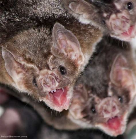 Vampire Bat Facts, Pictures, Information & Video