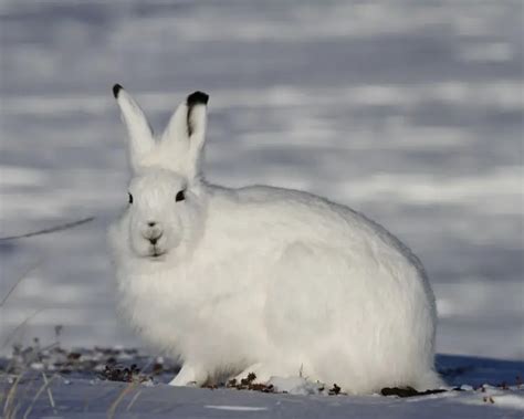 Arctic Hare - Facts, Diet, Habitat & Pictures on Animalia.bio