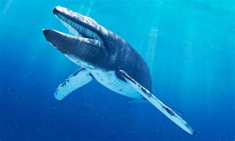 How Long Is A Blue Whale's Tongue? Blue Whale Tongue Length Facts