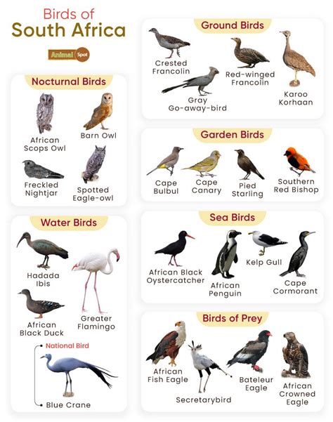 List of Birds Found in South Africa with Pictures