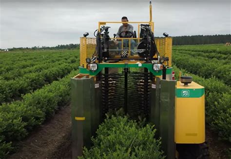 History of Food Processing: History of blueberry harvesting