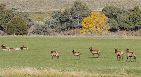 Famous Yellowstone elk herd rebounds two decades after wolf reintroduction | The Spokesman-Review