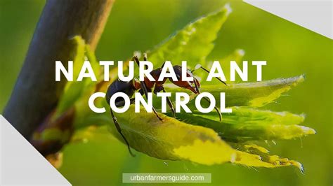 Natural Ant Control: The 4 Most Efficient, Cheap DIY Methods