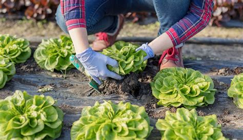 Growing Lettuce: A Guide to Planting & Harvesting Lettuce