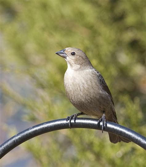 Bill Hubick Photography - Brown-headed Cowbird (Molothrus ater)