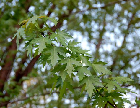 Silver Maple - 100 Most Common North American Trees