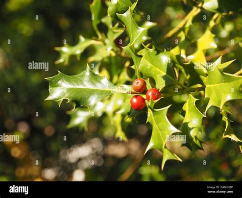 fruit, holly, fruits Stock Photo - Alamy