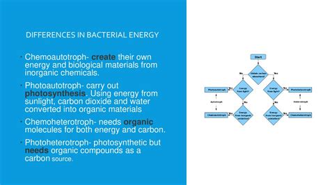 Bacteria Structure, Reproduction, and Recombination - ppt download